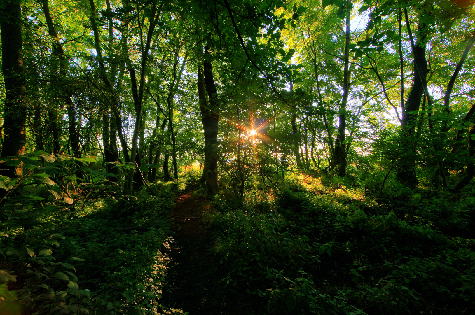 IMG_3258_59_60_tonemapped _Sommerwald im Morgenlicht