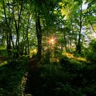 IMG_3258_59_60_tonemapped _Sommerwald im Morgenlicht