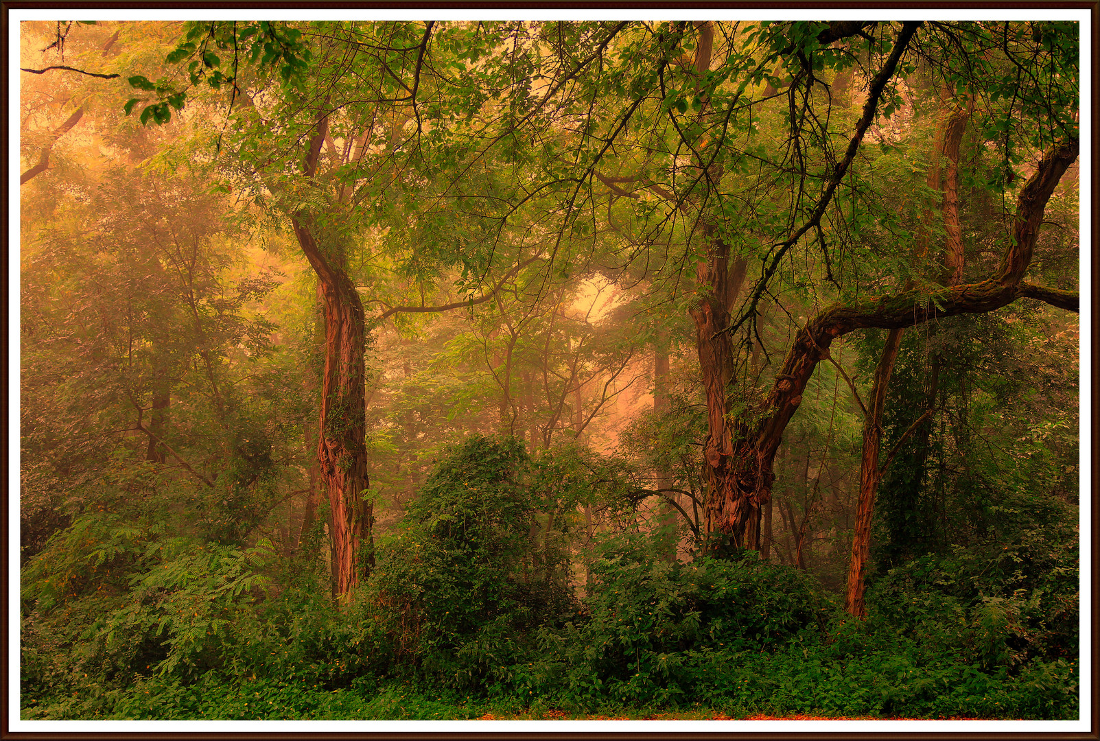 IMG_3294_5_6_FTRA_HDR_ Morgennebel_ Wald bei Groß Umstadt Hessen