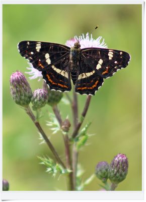 IMG_3347 Landkärtchen - ein Blühpflanzenbesucher