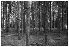 IMG_3433-Bearbeitet