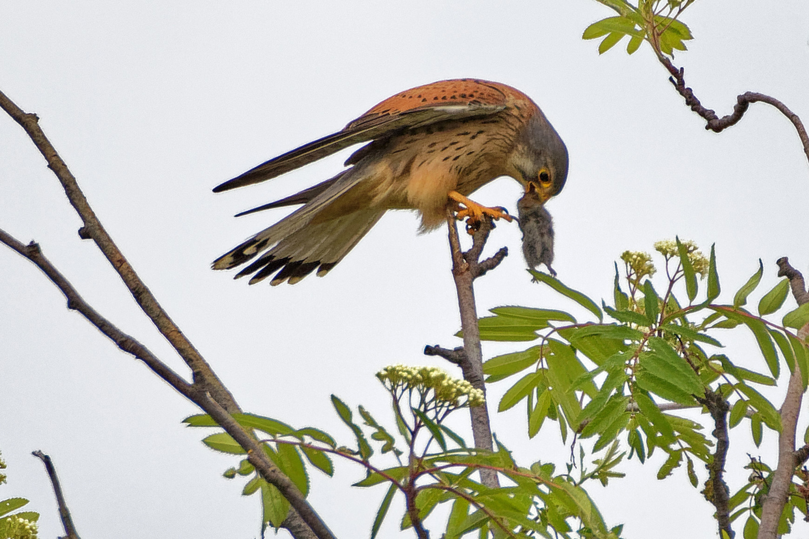 IMG_3686 Turmfalke mit Maus Kopie