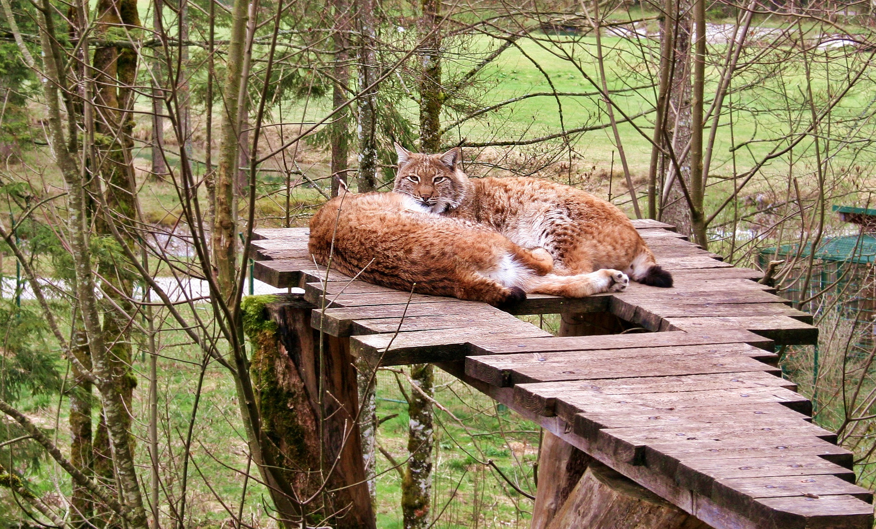 IMG_3799----Luchspärchen im Cumberlandpark, Oberösterr.