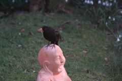 IMG_3845Amsel auf Bhudda