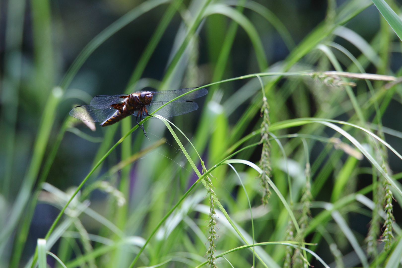 IMG_4036_Libelle auf Grashalm