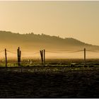 IMG_4172 Weide im Morgennebel fc