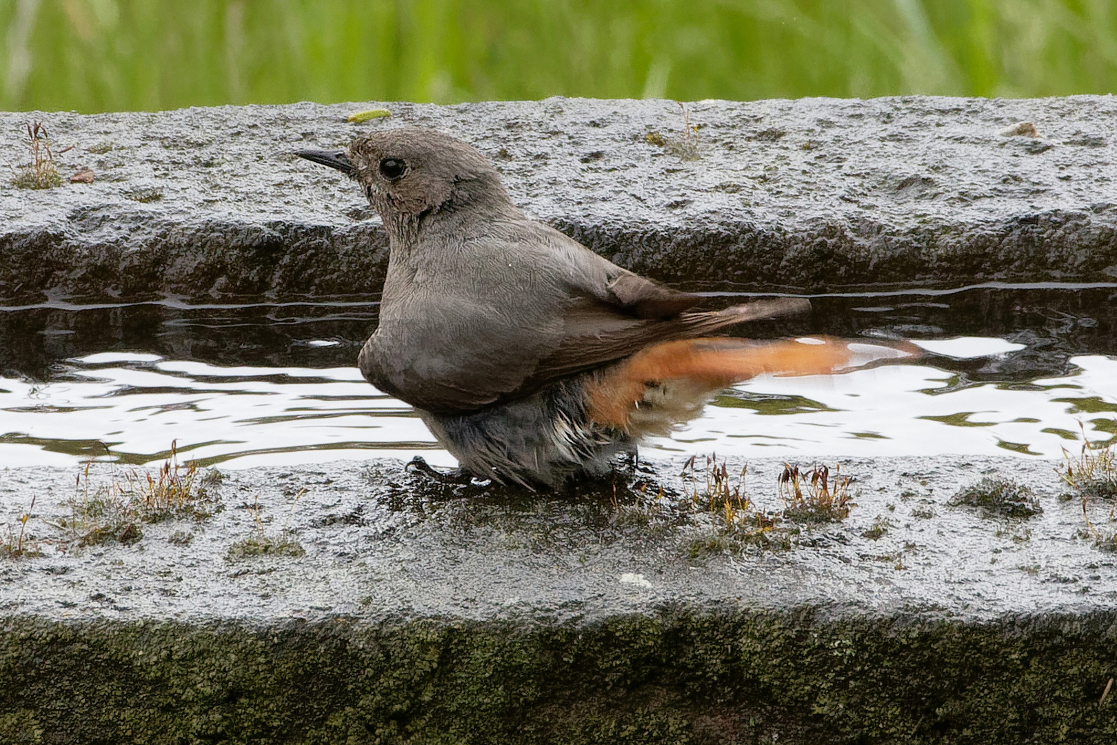 IMG_4181  Hausrotschwanz baden