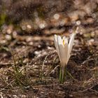 IMG_4235_Krokus_1