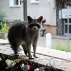 IMG_4371Waschbär kam mit Moped