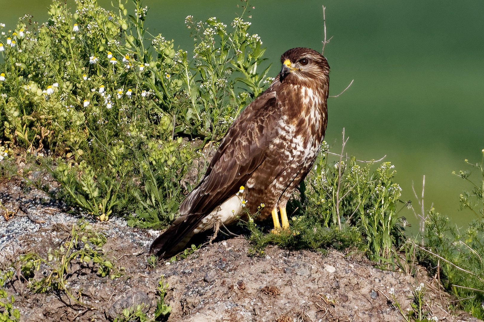 IMG_4592Mäusebussard Kopie