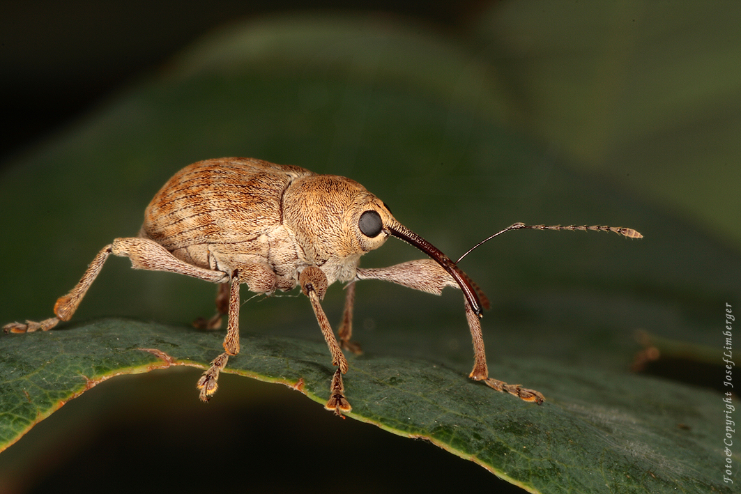 IMG_4732-1 Rüsselkäfer Curculio spec. Copyright Josef Limberger 