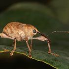 IMG_4732-1 Rüsselkäfer Curculio spec. Copyright Josef Limberger 