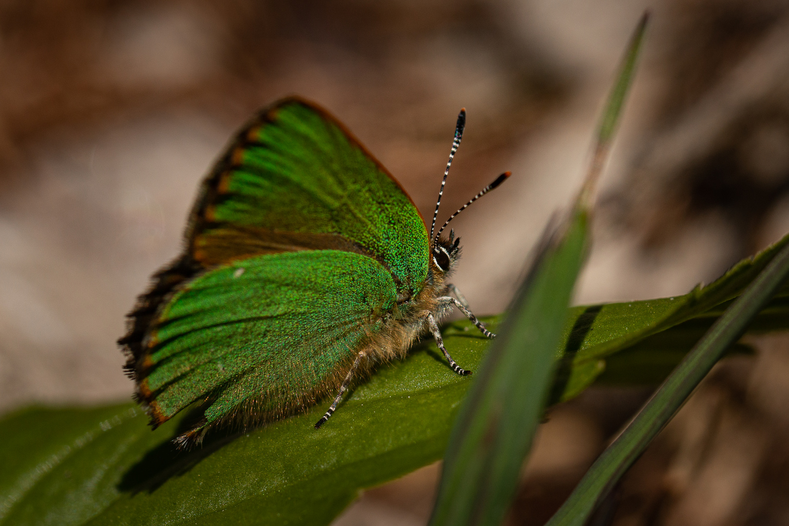 IMG_4894_Grüner Zipfelfalter_1