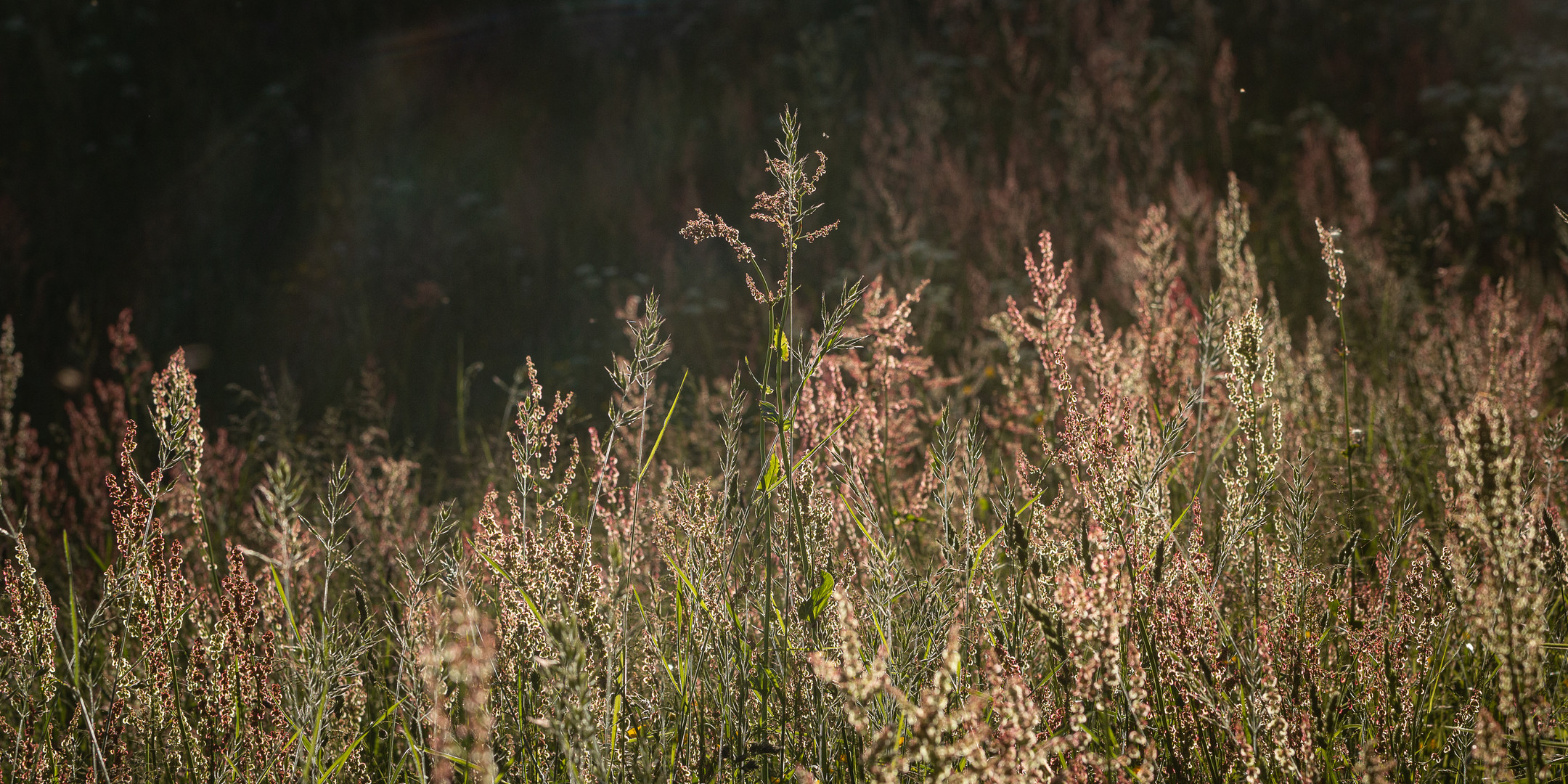 IMG_4980_Gräser im Gegenlicht_1