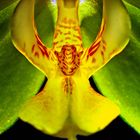 IMG_5115 orchidee