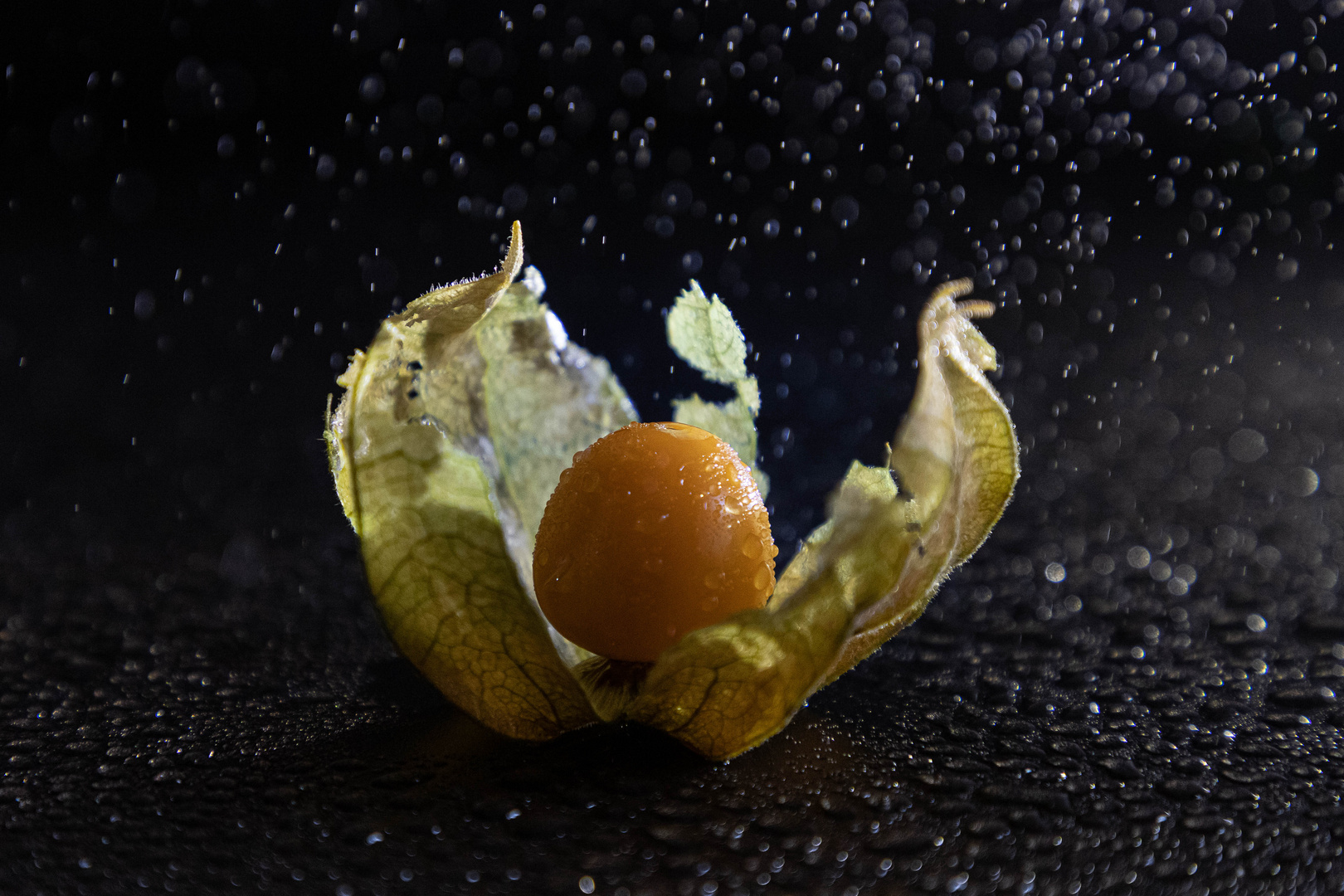 IMG_5139_Physalis im Regen_2