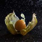 IMG_5139_Physalis im Regen_2