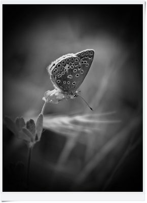 IMG_5211 2024.08.06 Bläuling in Schwarz-Weiß