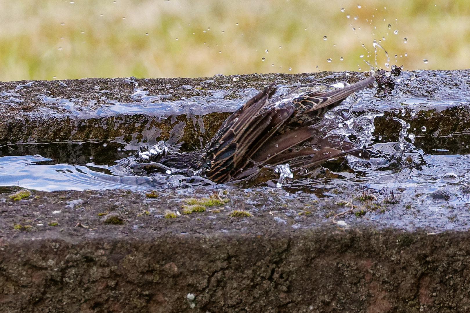 IMG_5253  Star beim Baden tauchen