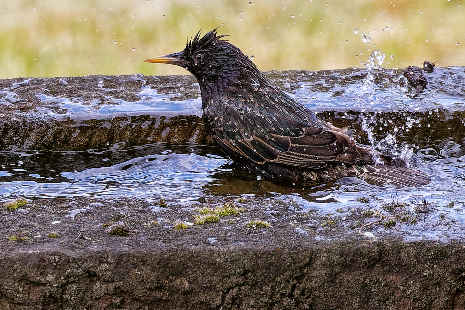 IMG_5255  Star beim Baden Kopie