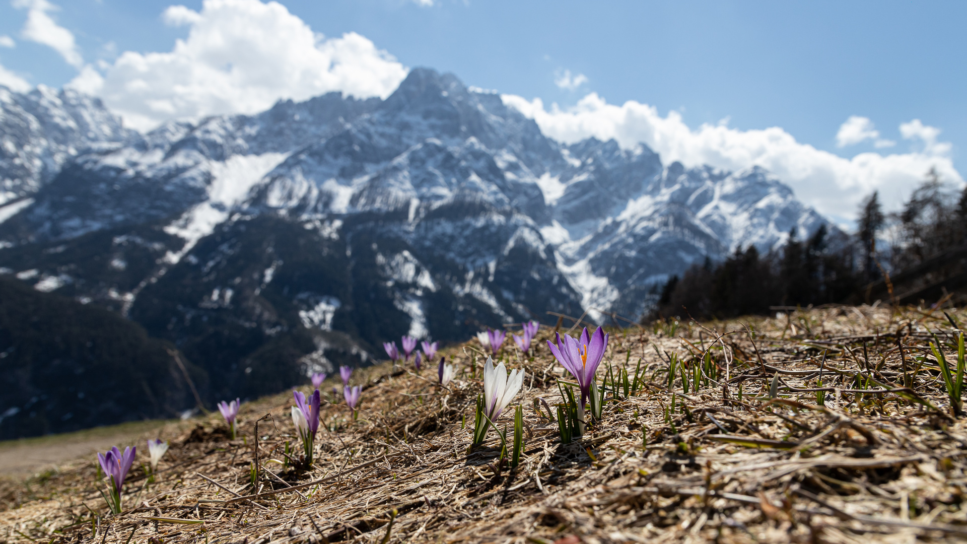 IMG_5407_Frühling in den Lienzer Bergen_1