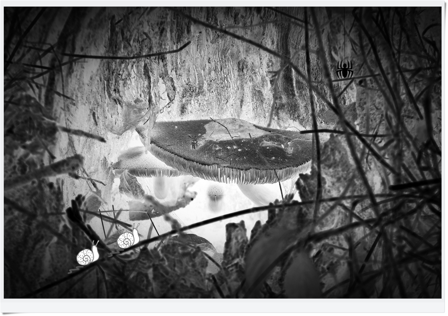 IMG_5599 2025.09.30 Durchblick zum Dschungel der Pilze