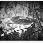 IMG_5599 2025.09.30 Durchblick zum Dschungel der Pilze