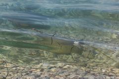 IMG_5656 2 Fische im Meer