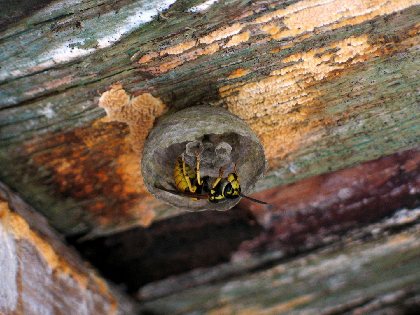 IMG_5978 Bau Wespennest Foto & Bild | tiere, wildlife, insekten Bilder ...