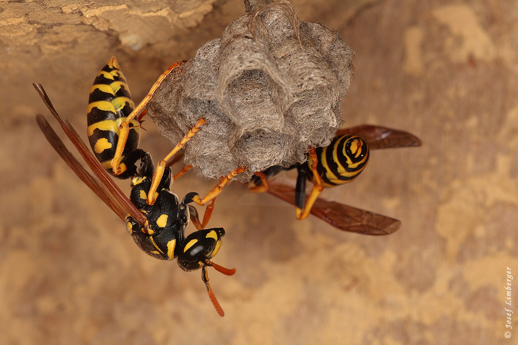 IMG_6212 Gallische Feldwespe (Polistes dominula) Copyright Josef Limberger   