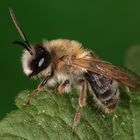 IMG_6219 Andrena sp. (Sandbiene) 