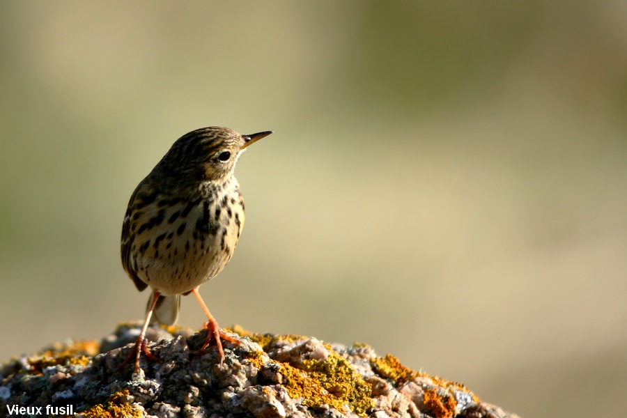 IMG_6392 Pipit Farlouse