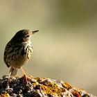 IMG_6392 Pipit Farlouse