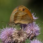 IMG_6486_Schmetterling_17