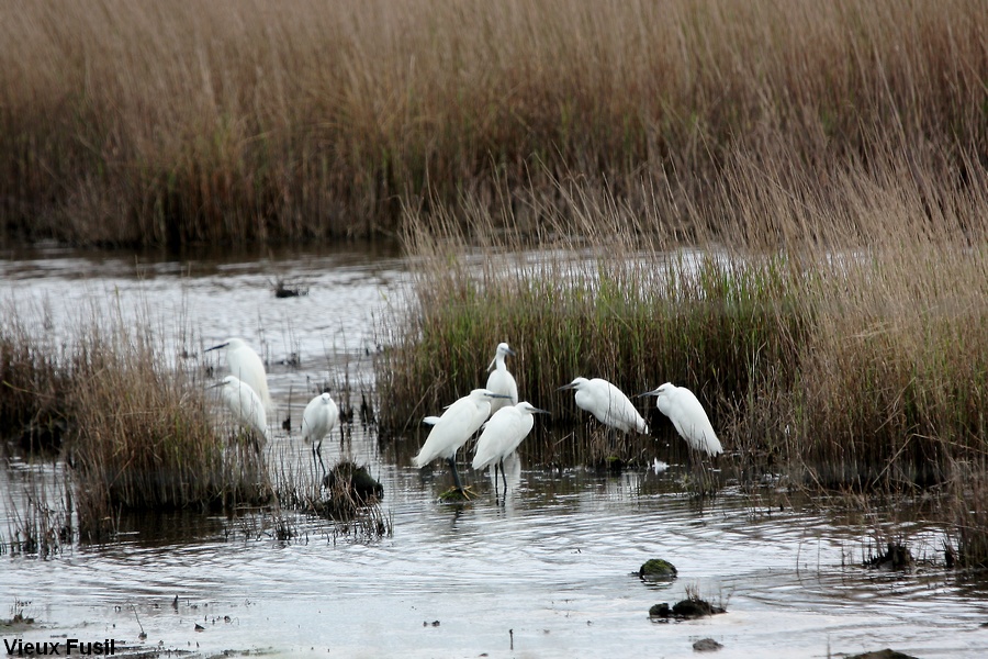 IMG_6581 Aigrette garzette