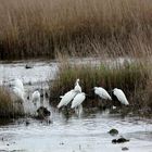 IMG_6581 Aigrette garzette