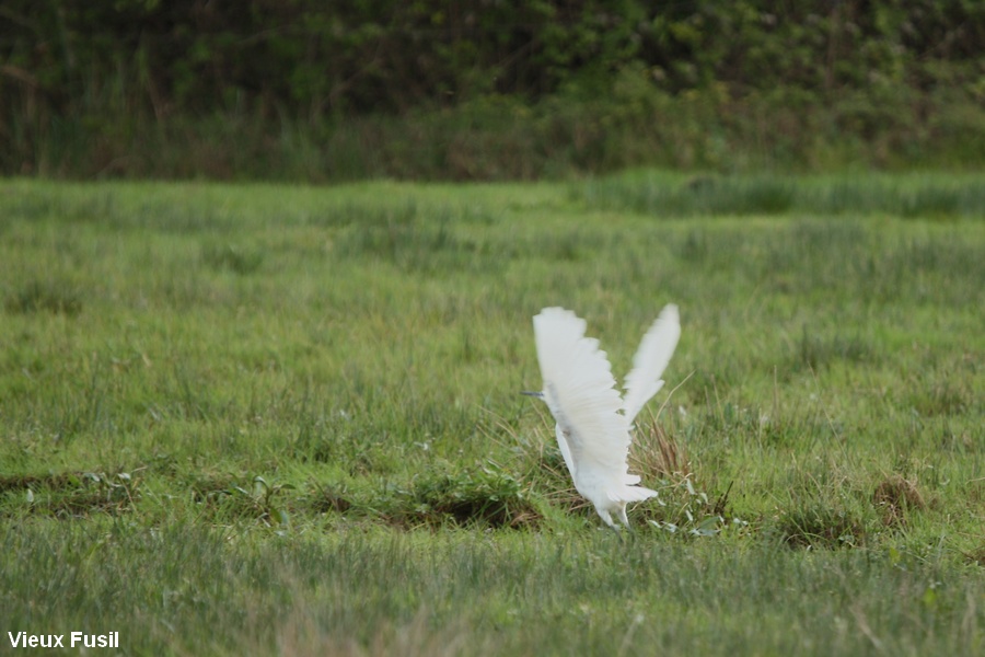 IMG_6616 Aigrette garzette en vol