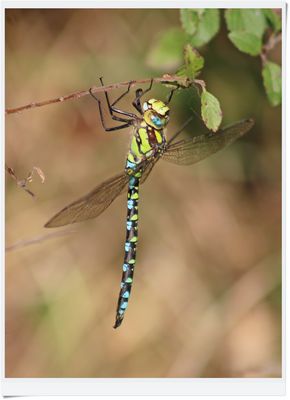 IMG_6670 2024.09.19 Blaugrüne Mosaikjunpfer