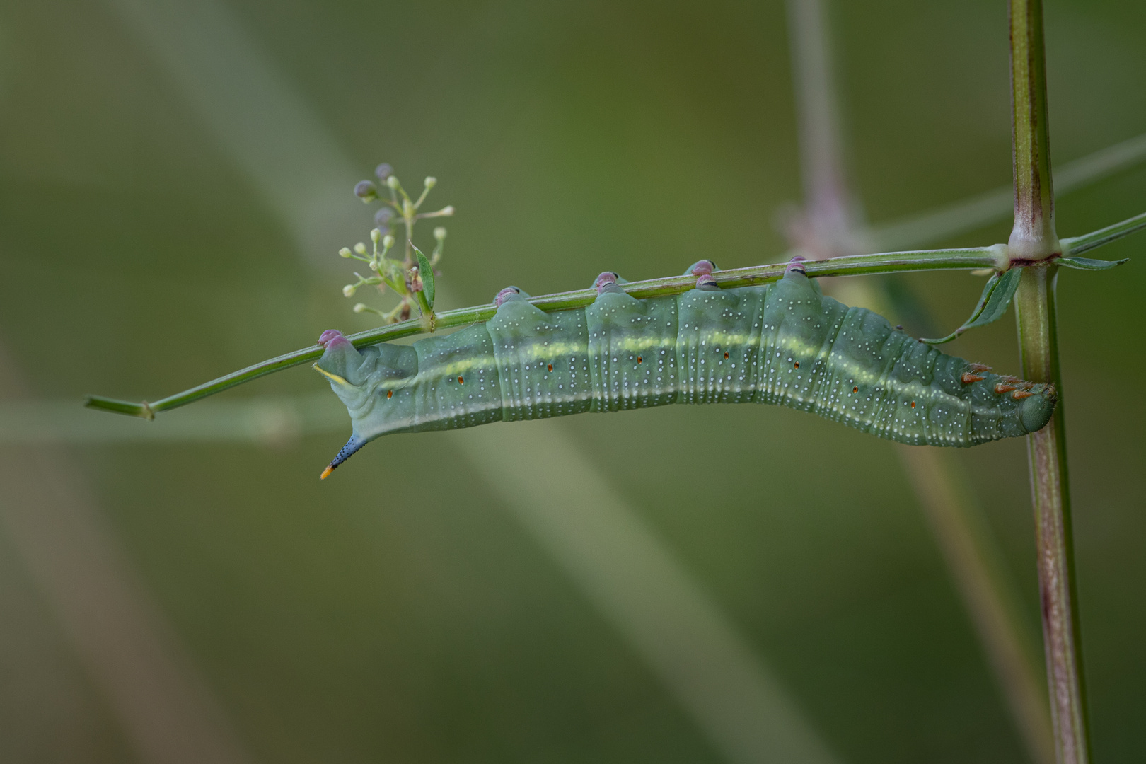 IMG_6790_RaupeTaubenschwänzchen_1