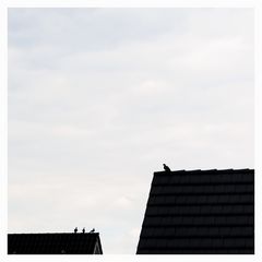 IMG_6795