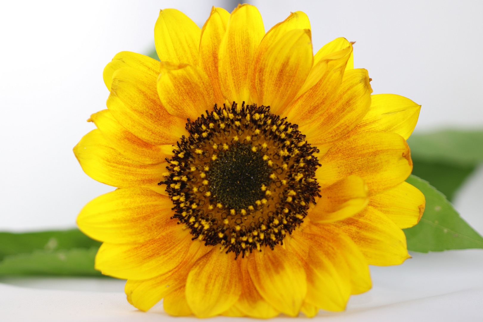 IMG_6824 Sonnenblume