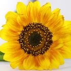 IMG_6824 Sonnenblume