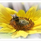 IMG_6888b Sonnenblume mit Gast