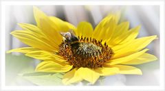 IMG_6888b Sonnenblume mit Gast