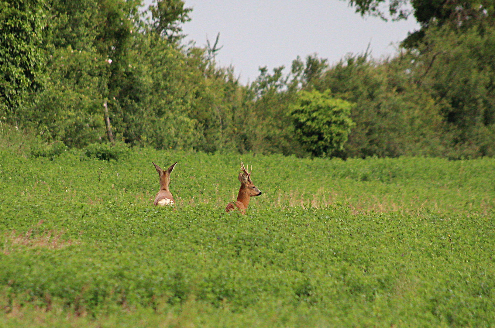 IMG_6927chevreuils