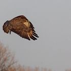 IMG_7026  Bussard 