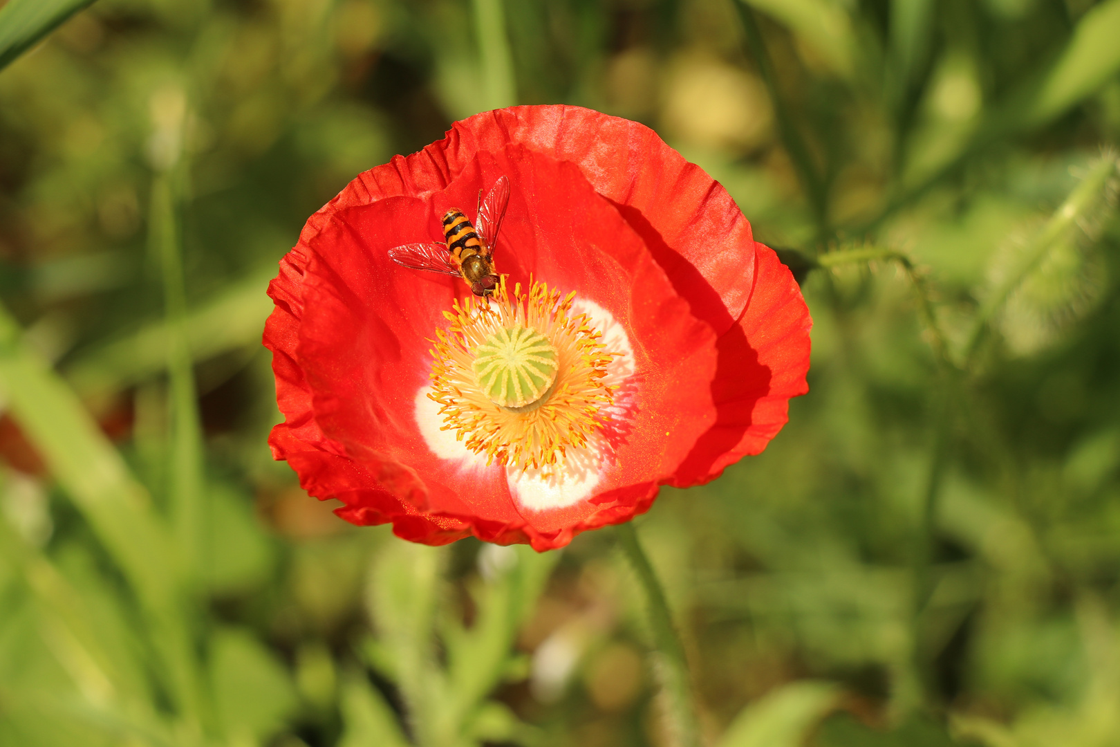 IMG_7062 Mohn3, Eriskirch