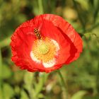 IMG_7062 Mohn3, Eriskirch