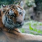 IMG_7094-Tiger