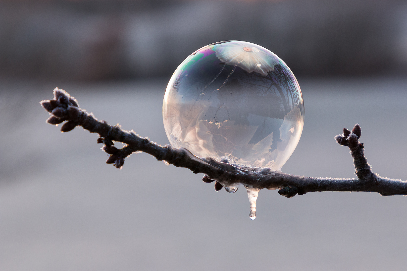 IMG_7215_frozen bubble-Zeit_3